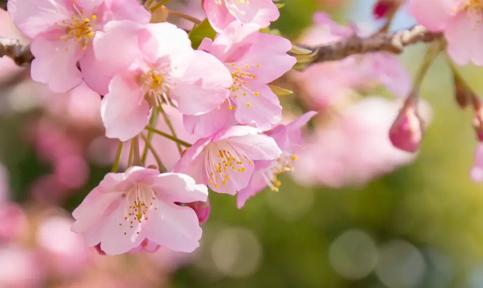 Nahaufnahme von rosa Kirschblüten die am Baum hängen vor verschwommenem Hintergrund